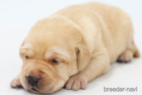 成約済の神奈川県のラブラドールレトリーバー-313749の1枚目